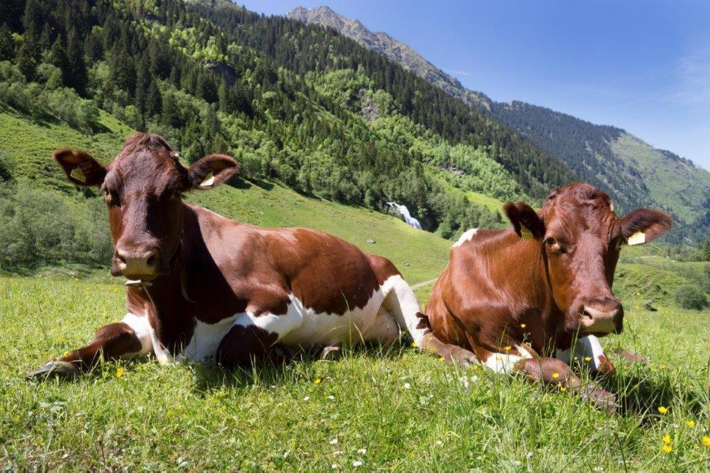 Neuhaushof Leilighet Hollersbach im Pinzgau Eksteriør bilde